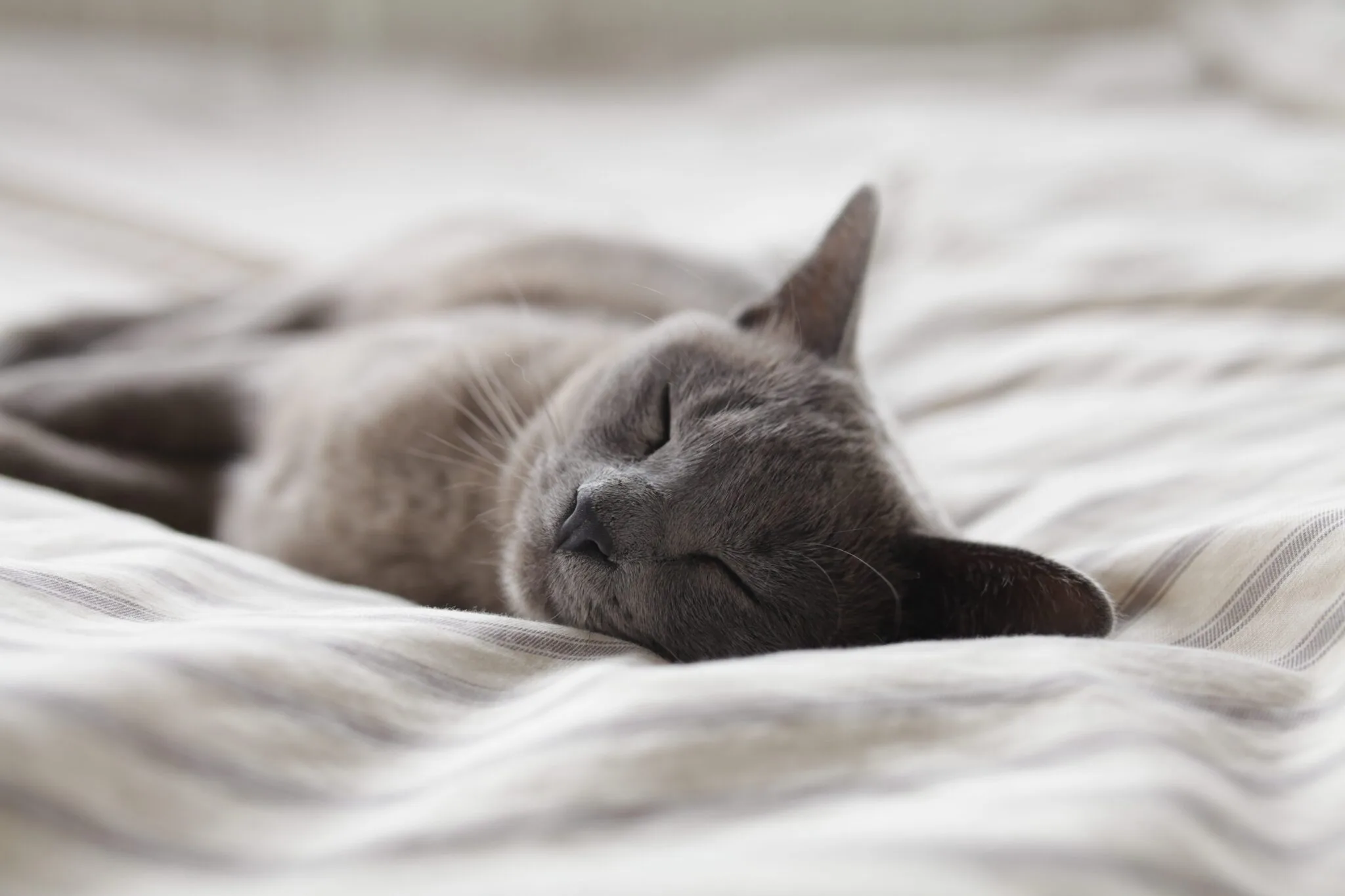 A relaxed cat taking a nap and relaxing to improve sleep hygiene