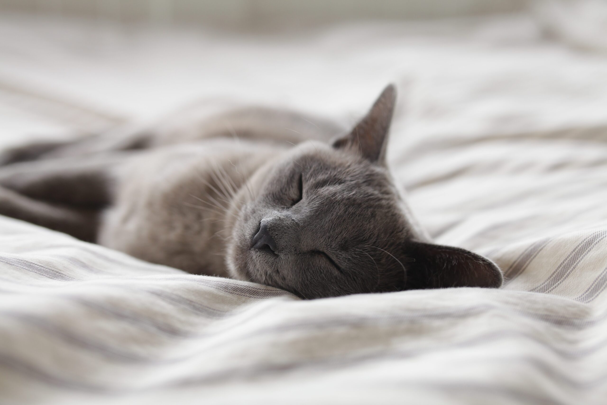 grey cat asleep on a bedsheet to show how to improve your sleep hygiene